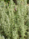 ArtemisiaPontium